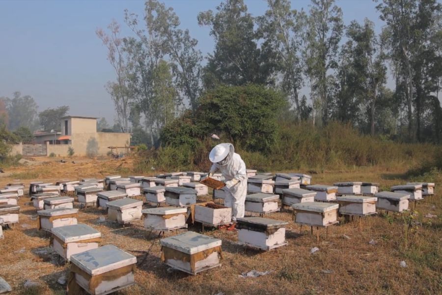 Honey Bee Farming 